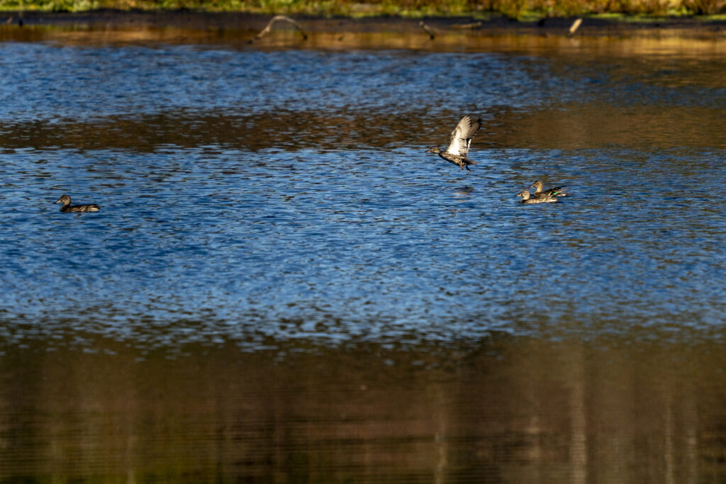 Three ducks float on a creek, with a fourth taking flight