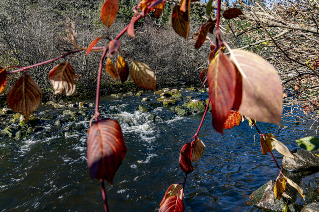 Red leaves hang in the foreground with a creek flowing behind them