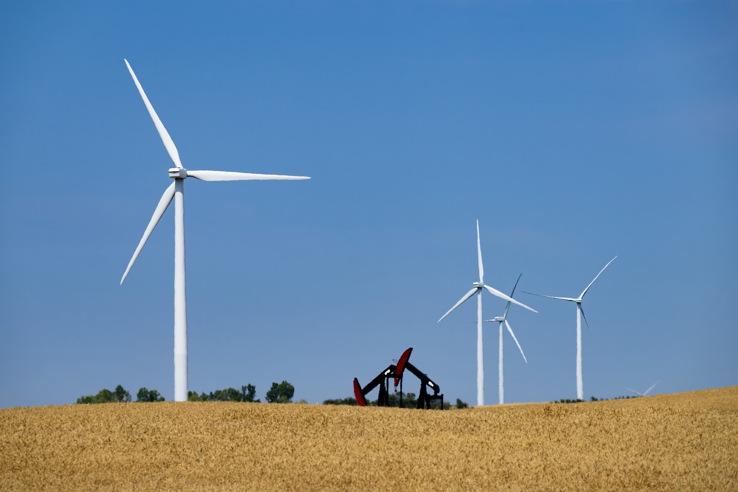 Windmills stand in a wheat field north of Three Hills, Alta on Aug 13, 2024.