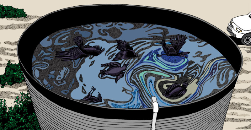 Illustration of dead birds floating in a container filled with oily water