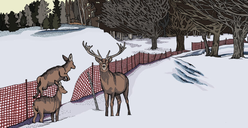 Illustration of caribou crossing through a broken snow fence