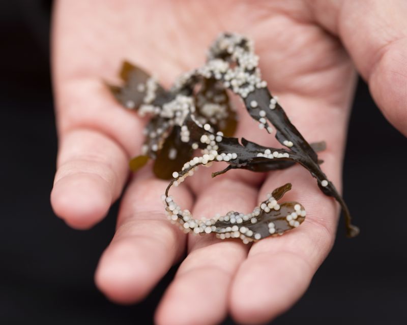 Unfertilized h ch’éḿesh erring eggs