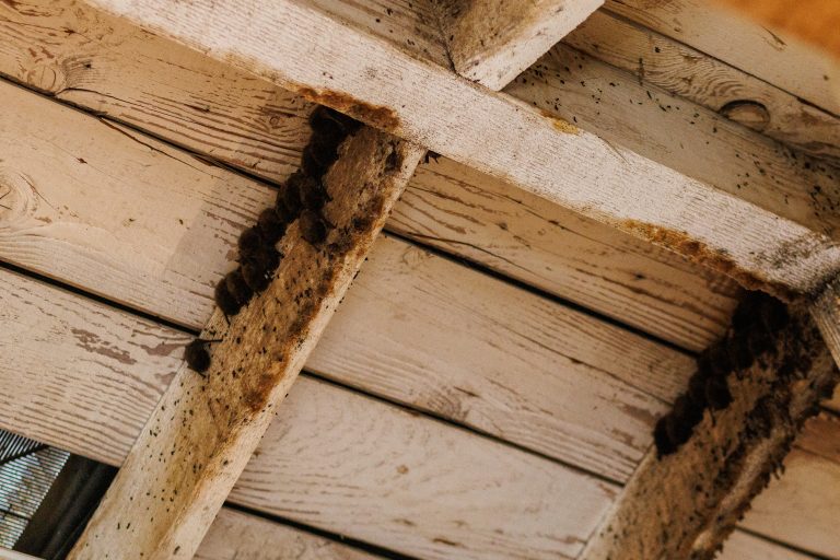 A deadly disease is killing millions of bats. Now Trump funding cuts threaten a promising Canadian treatment Endangered little brown myotis bats and yuma myotis bats, which are only found in the west, look similar and can often be found roosting together. Photo: Ainslie Cruickshank / The Narwhal