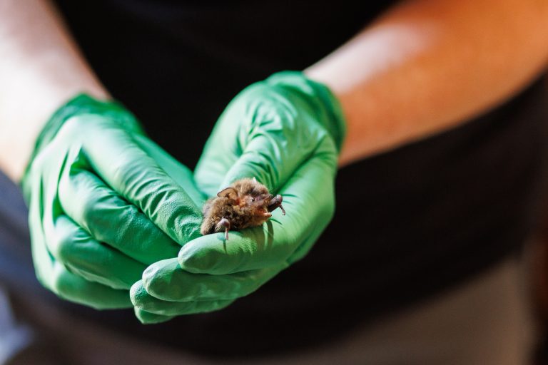 A deadly disease is killing millions of bats. Now Trump funding cuts threaten a promising Canadian treatment Yuma myotis bats aren't listed under the Species at Risk Act, but bat biologist Cori Lausen warns they're vulnerable to white-nose syndrome, a fungal disease that's devastated bat populations. Photo: Ainslie Cruickshank / The Narwhal