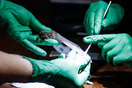 A close up of bat biologist Cori Lausen's hands in green gloves as she gently holds the wing of a yuma myotis bat as technician Maleen Mund swabs the wing at one of their study sites at Hayward Lake on April 3, 2025