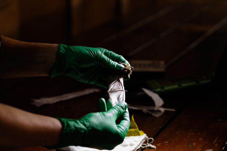 A deadly disease is killing millions of bats. Now Trump funding cuts threaten a promising Canadian treatment The yuma myotis is a small bat. Its body ranges from about four to five centimetres in length, with a wingspan of about 24 centimetres. Photo: Ainslie Cruickshank / The Narwhal