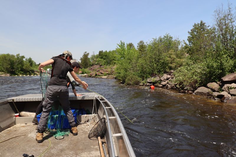 Two people on a boat lean into the water with long net