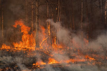 Orange flames travel across a forest floor and lick up trees in a dark, smokey forest