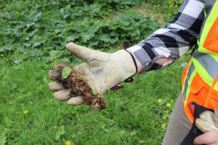 A gloved hand holds a tangled mass of burrs in a park setting