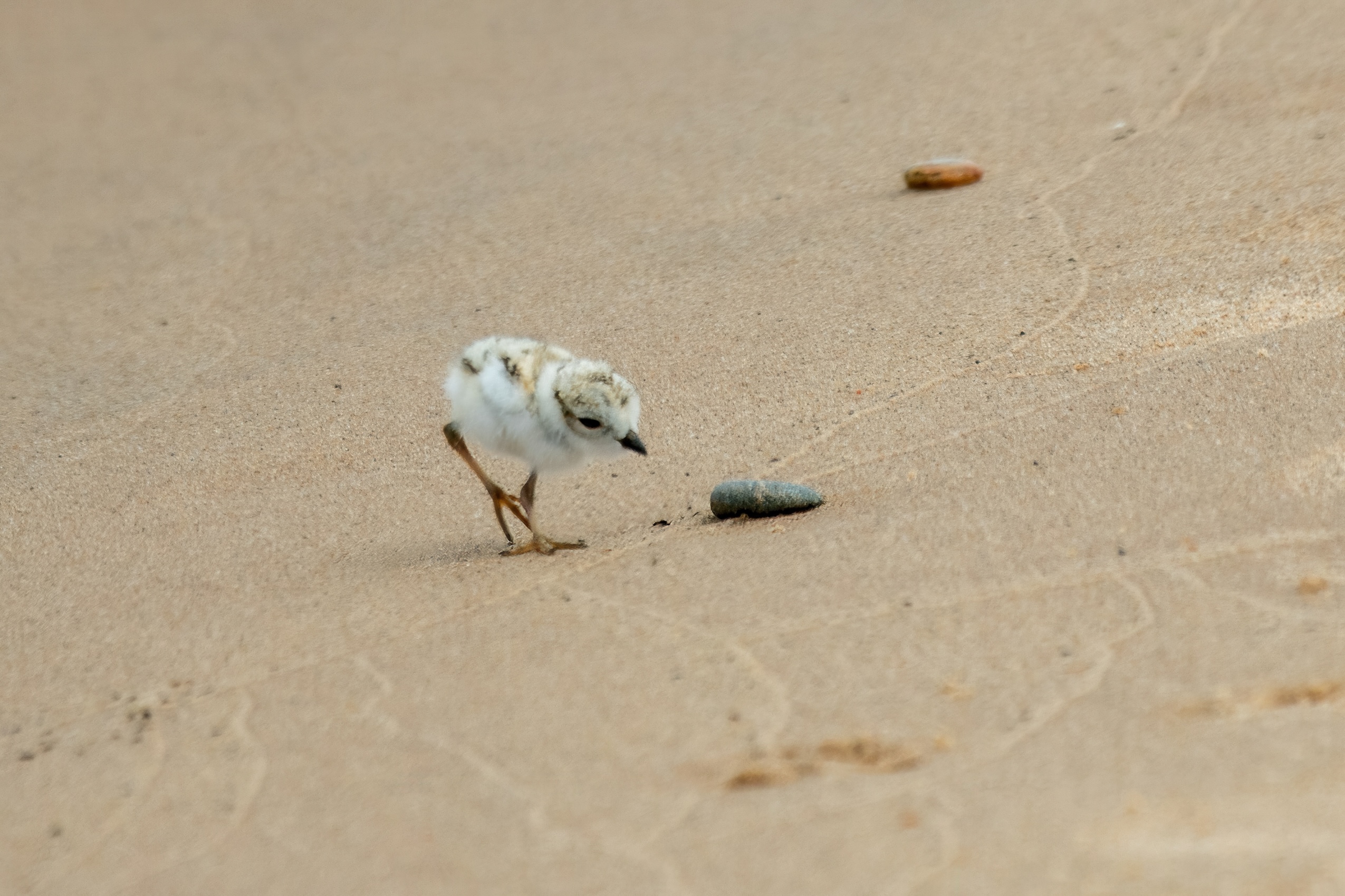 A small, young piping plover approaches a pebble on an expanse of sand