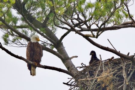 A bald eagle sits on a branch beside its nest with an eaglet inside