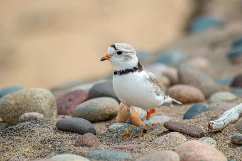 A piping plover, a small white bird with grey markings, stands in sand among smooth rocks