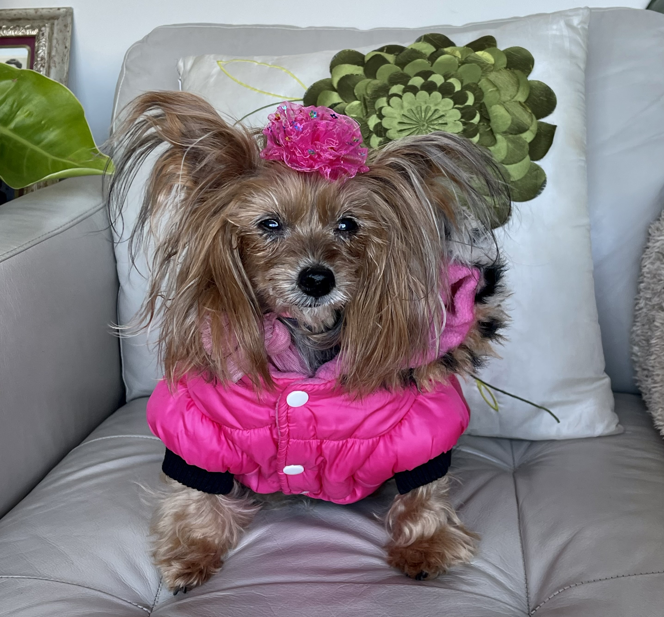 Leah Gazan's 18-year-old Yorkie named Miss Lily has shiny caramel hair with long hair around her face and ears. Miss Lily is wearing a hot pink puffer coat with a matching flower on top of her head. She is sitting on a cream coloured couch with a decorative cream coloured pillow with a green flowery symbol behind her.