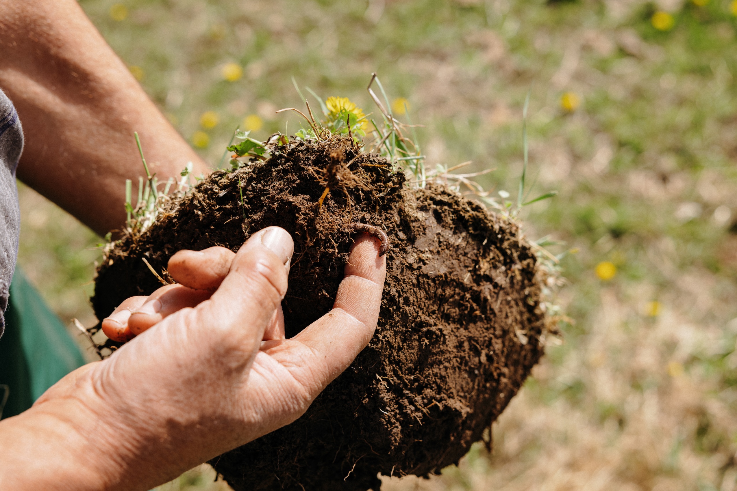 A Saskatchewan farmer's hands guiding a worm out of a mound dirt.