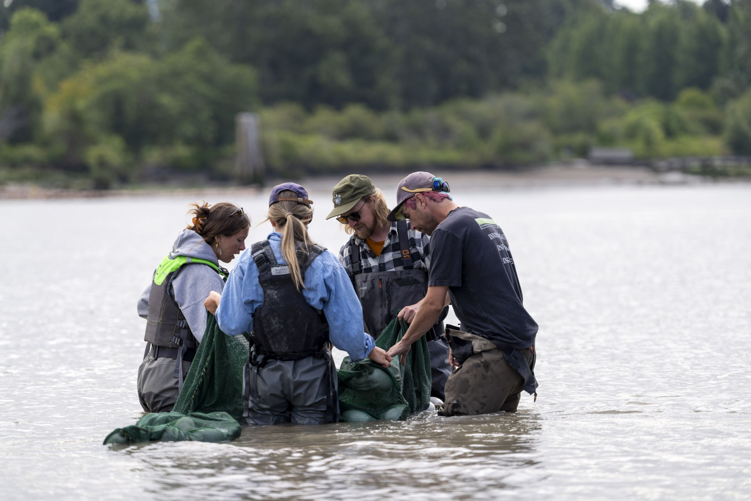A close up of four people in hipwaders in the Fraser River standing close together around a seine net