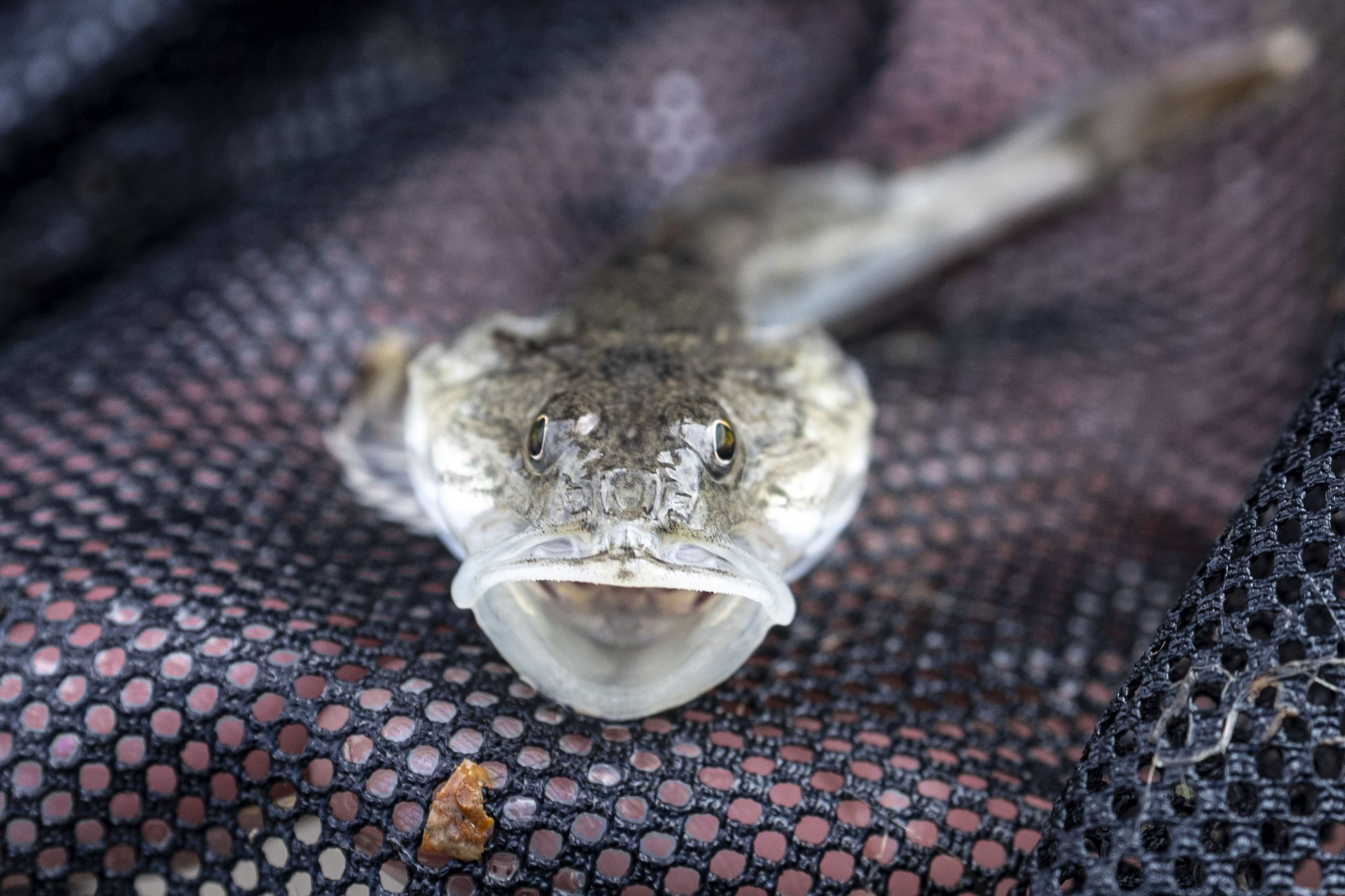 a close up of a staghorn sculpin with its wide mouth open in a black net