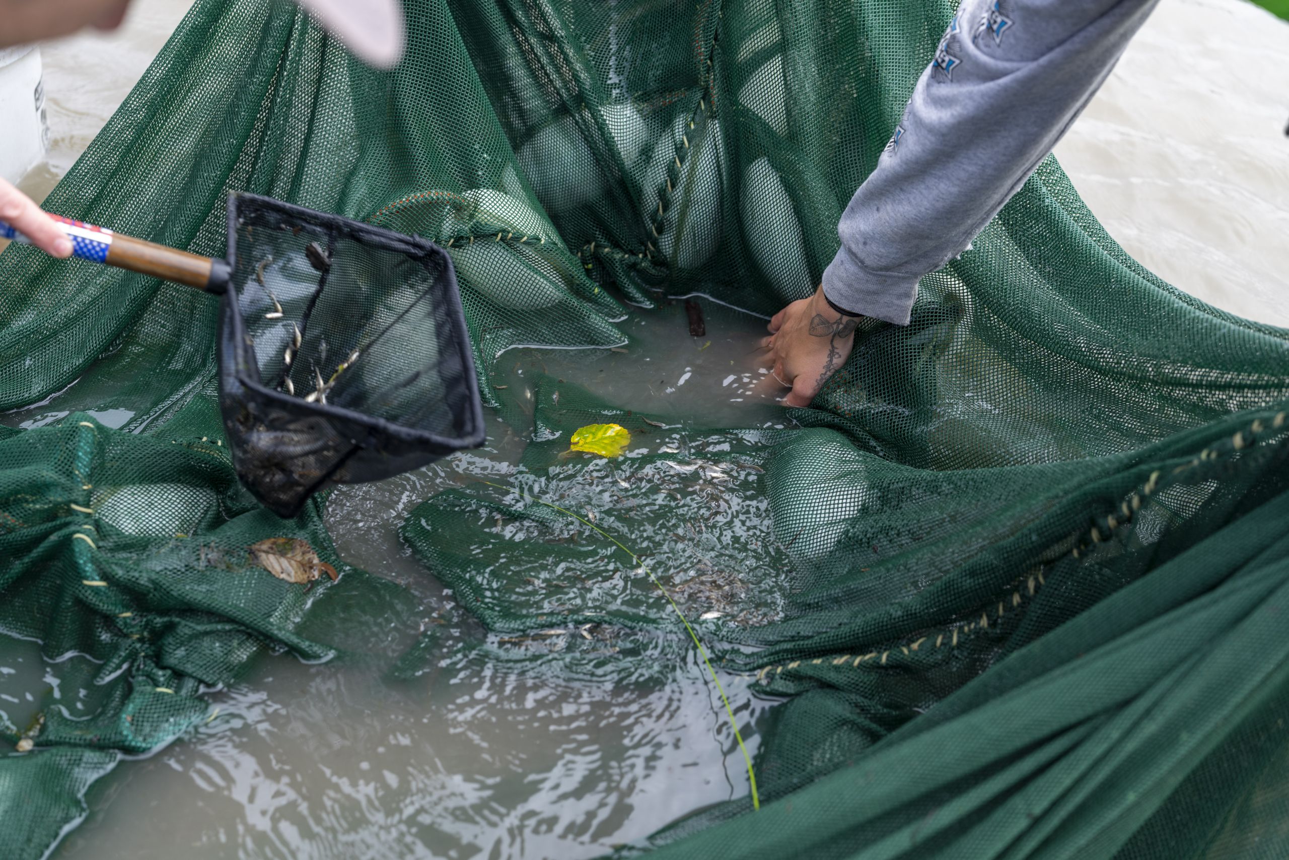 A close up of hands reaching into the green seine net with one person holding a small black net