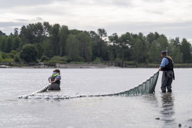 Two salmon conservation technicians in hip waders and life jackets drag a wide seine net through the Fraser River