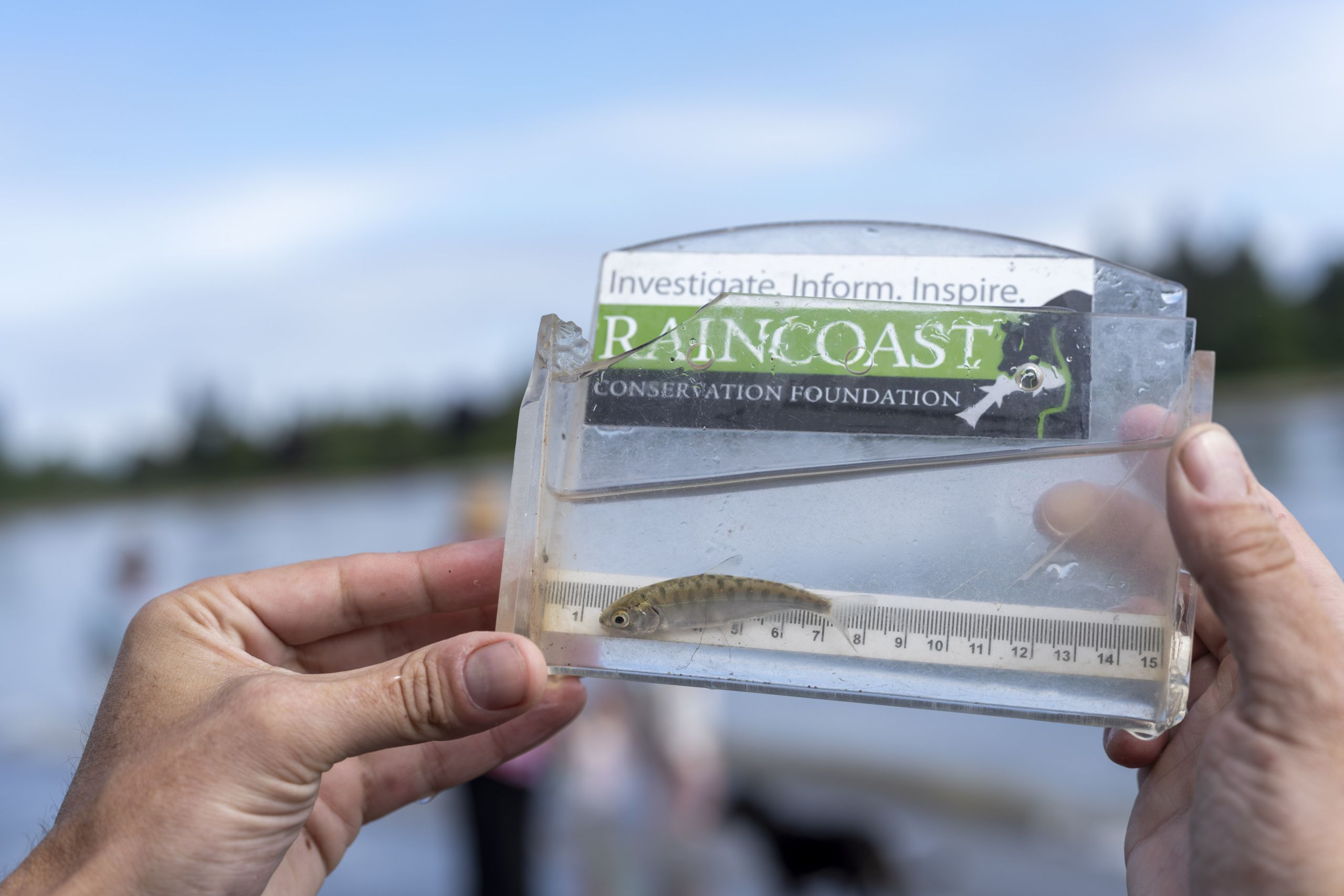 a close up of a juvenile salmon in a clear veiwfinder