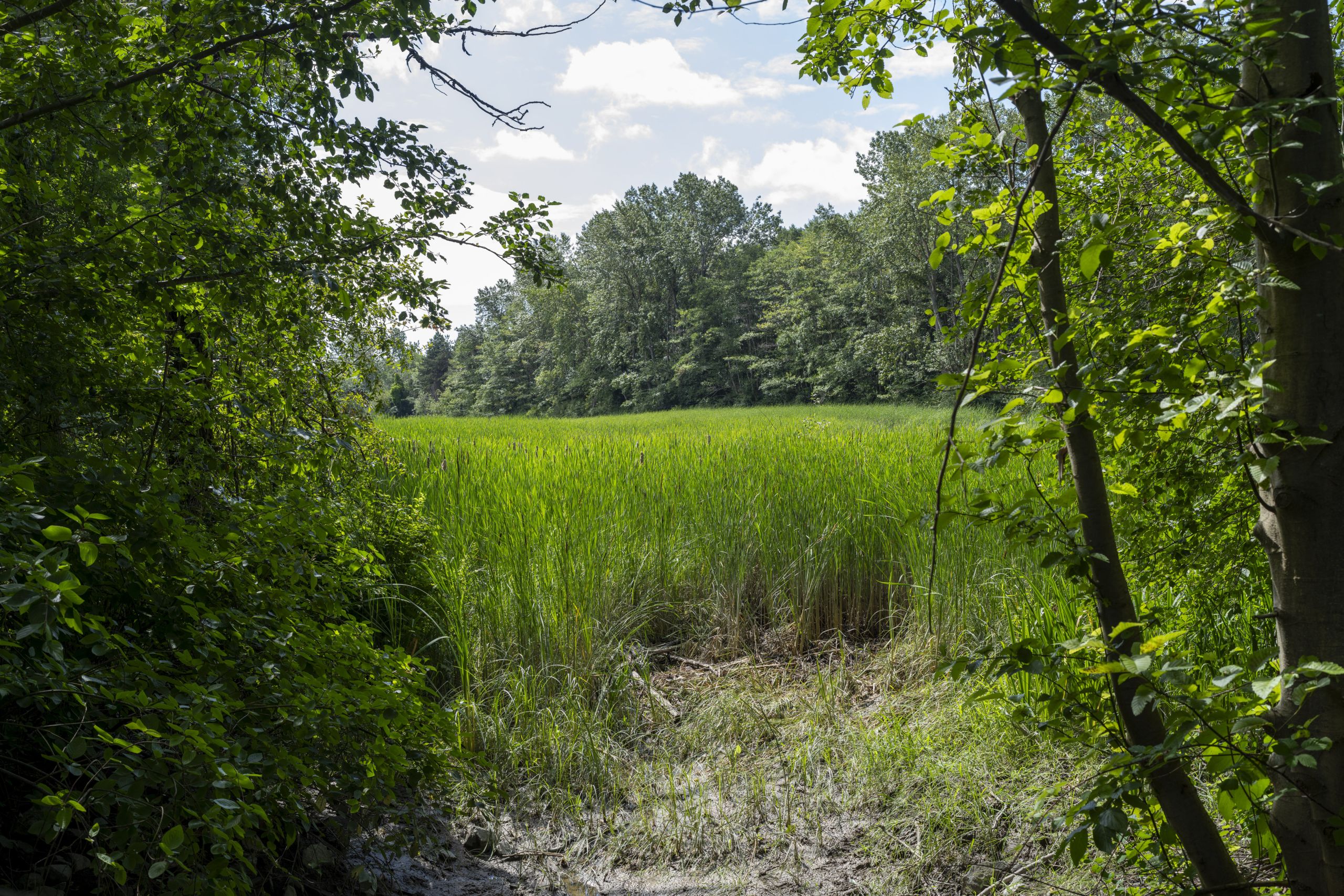 This marsh with tall, densely packed invasive cattails is an example of degraded salmon habitat