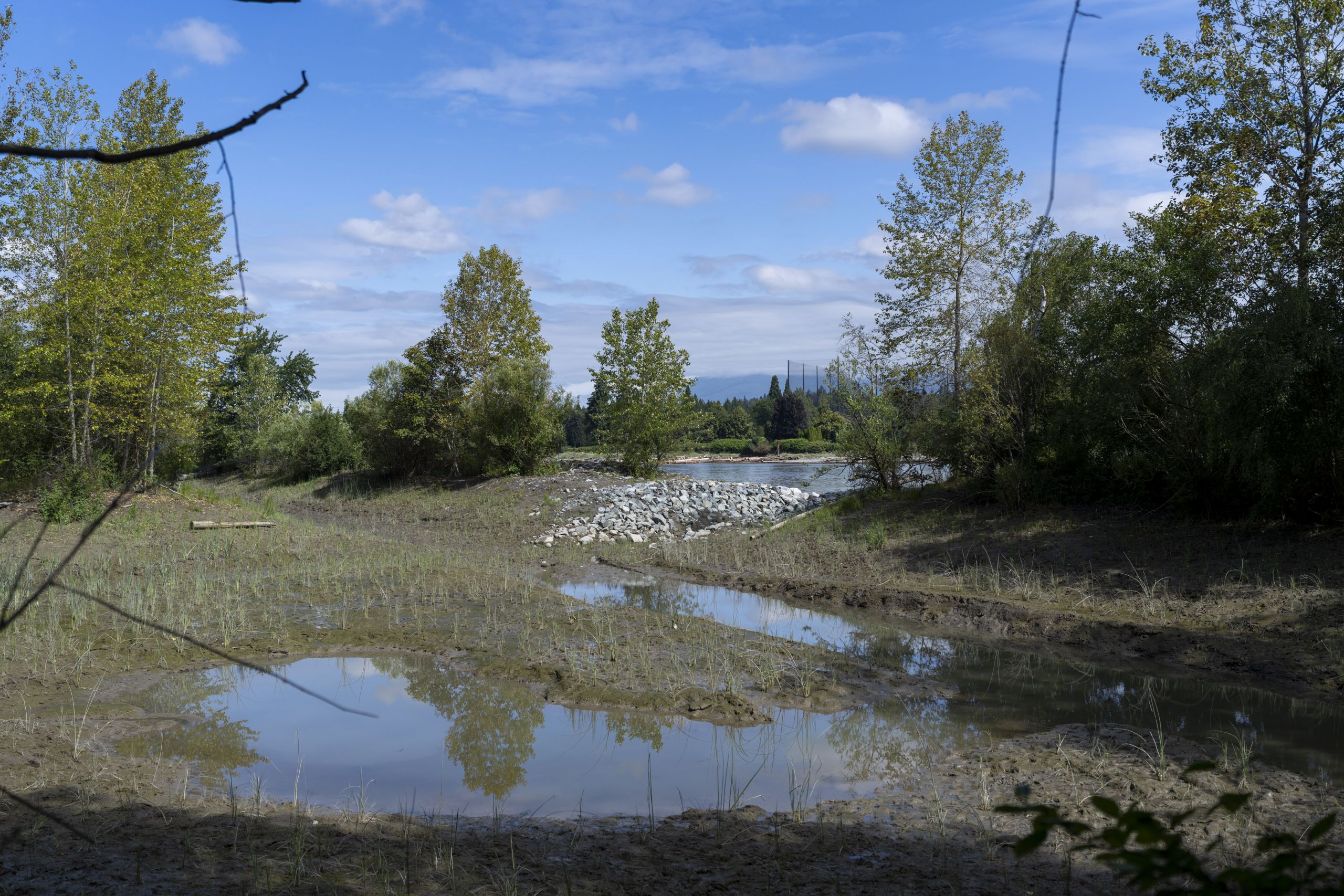 The restore marsh still looks somewhat barren with the mucky bottom visible at low tide and newly planted native plant species like Lyngbye's sedge
