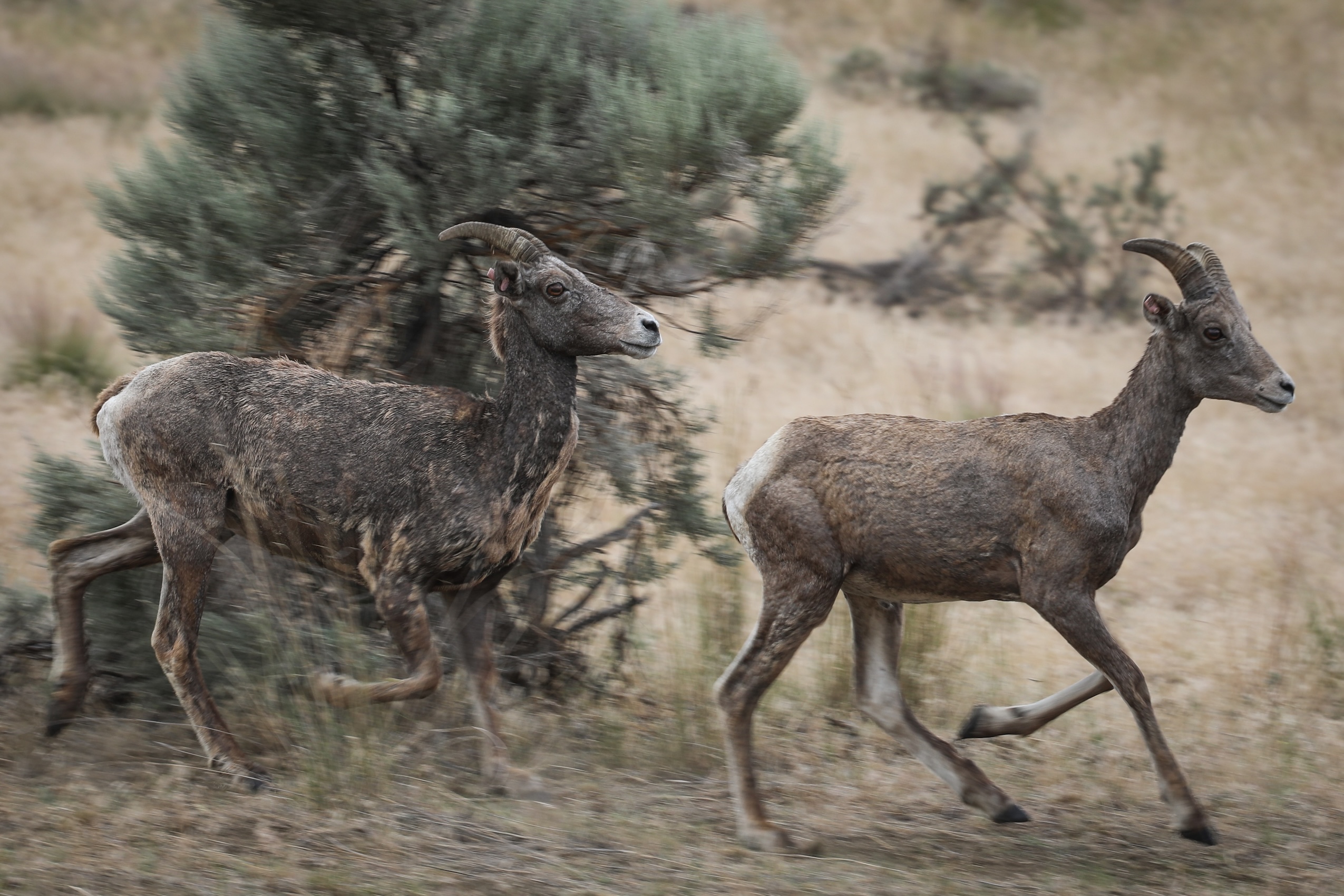 Two bighorn sheep with mange running across a dry grassy landscape in syilx territory, Okanagan Valley.