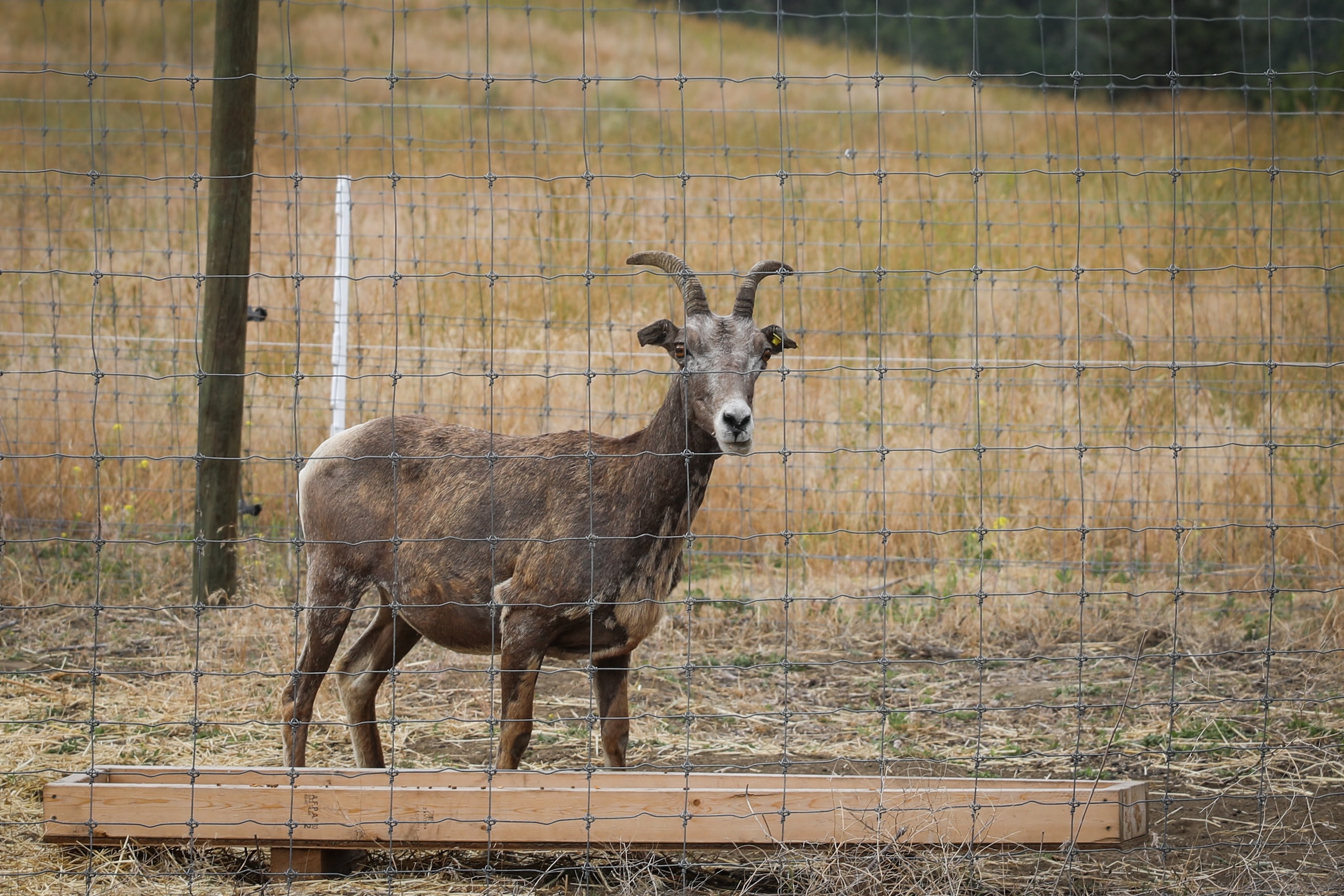 A lone bighorn sheep behind a wire fence in syilx territory, Okanagan Valley.