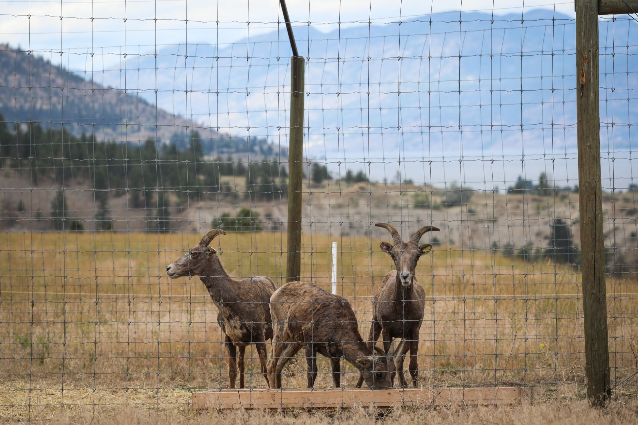Three bighorn sheep in a dry, grassy field with dry mountains behind them in the syilx territory, Okanagan Valley.