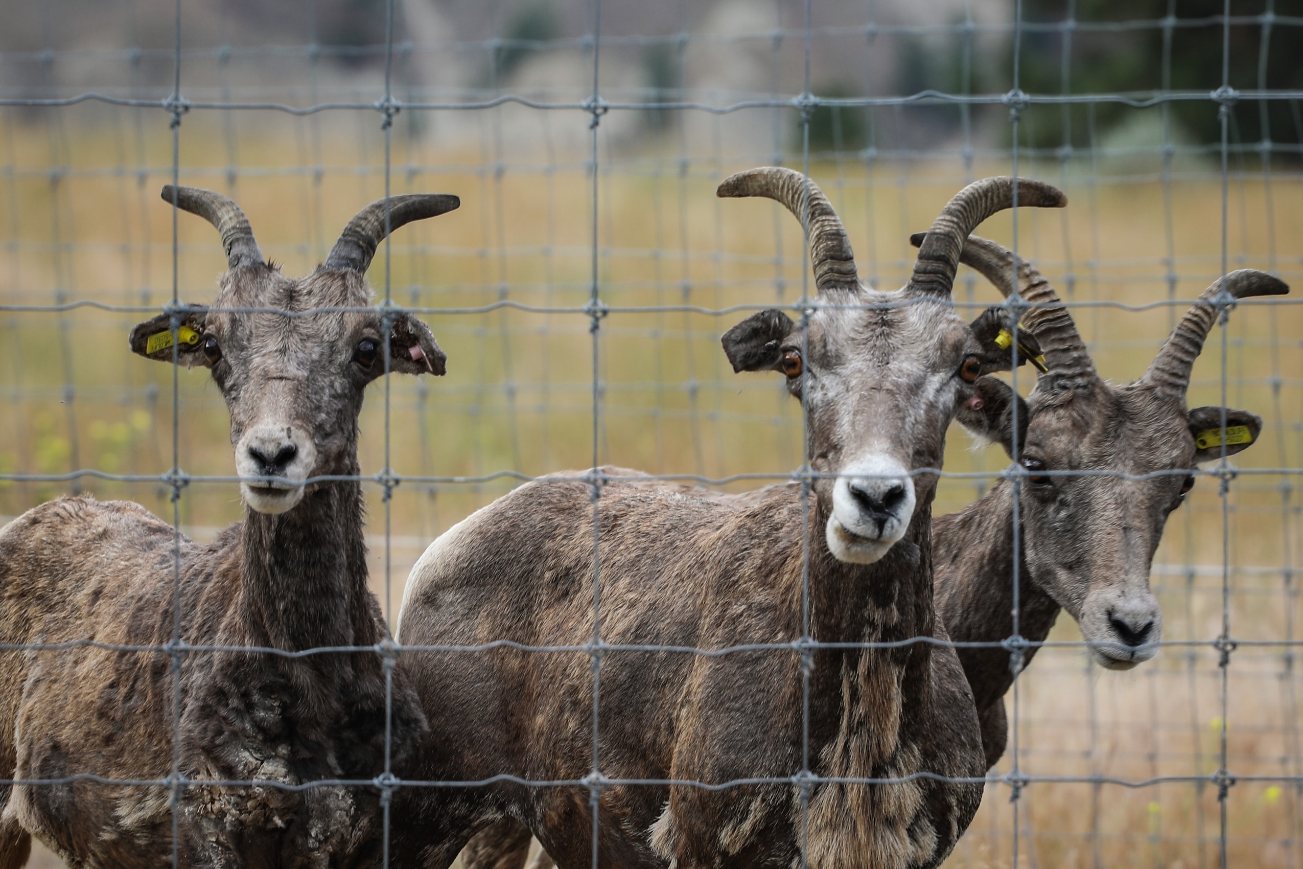 Three bighorn sheep behind a wire fence in syilx territory, Okanagan Valley.