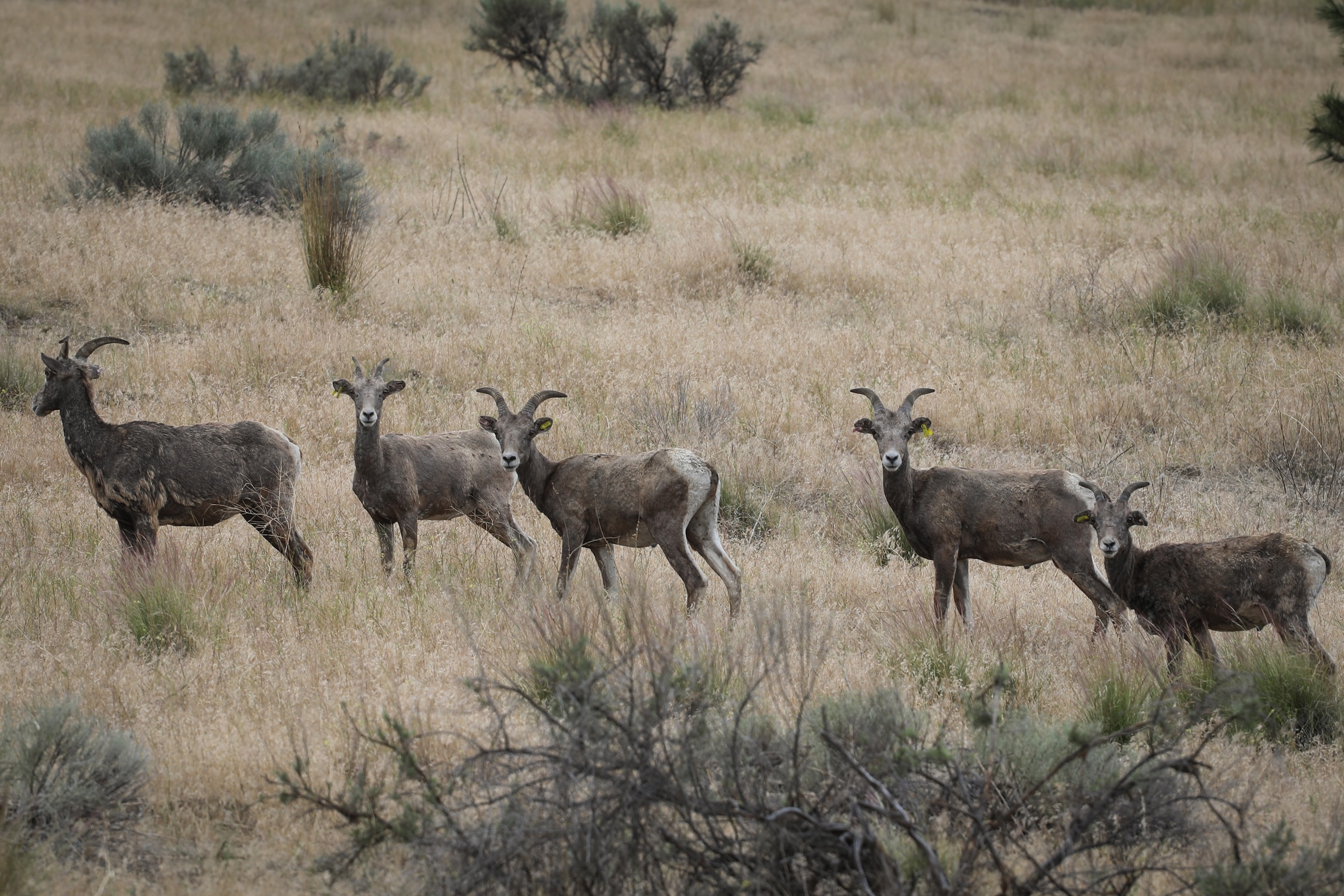 A herd of bighorn sheep in a dry, grassy field in syilx territory, Okanagan Valley.