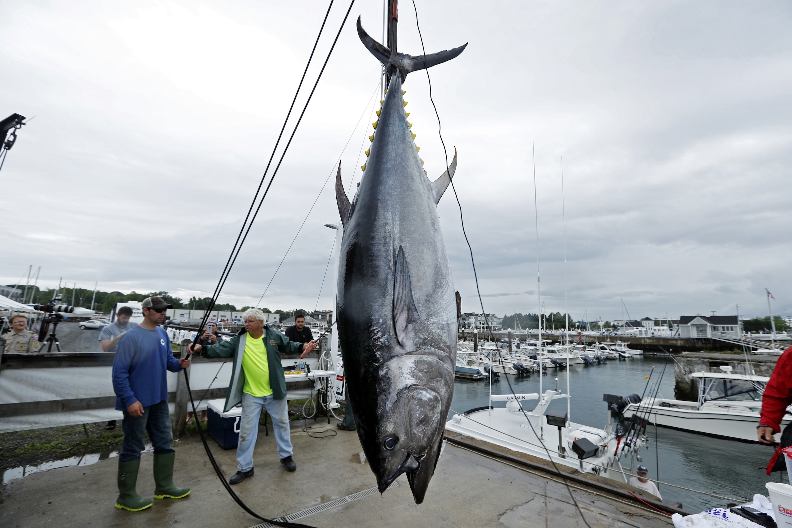 A large Atlantic bluefin tuna is hoisted out of a boat in South Portland, Maine by local fishermen.