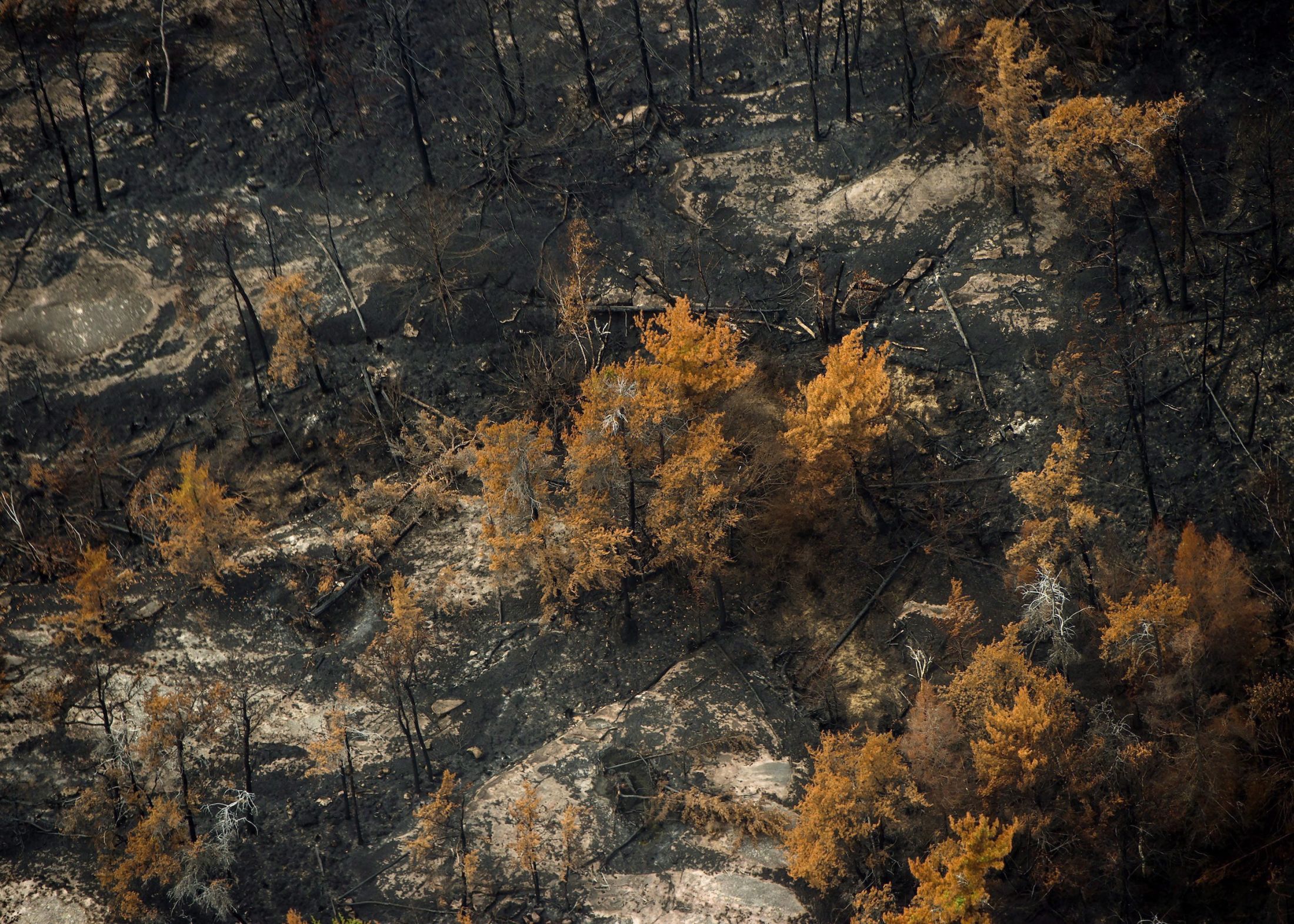 An overhead image of a forested landscape scorched by a wildfire near Parry Sound, Ont.
