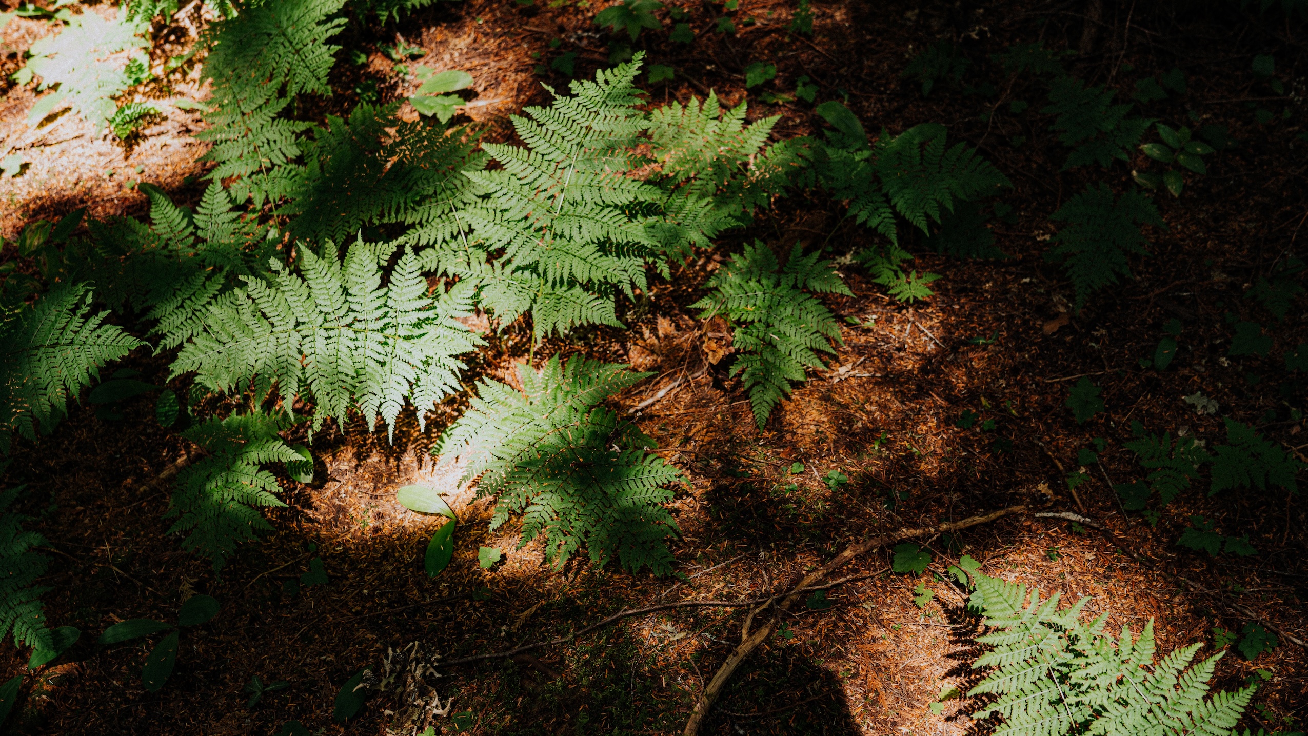 Dappled sunlight illuminates green ferns on a brown forest floor.
