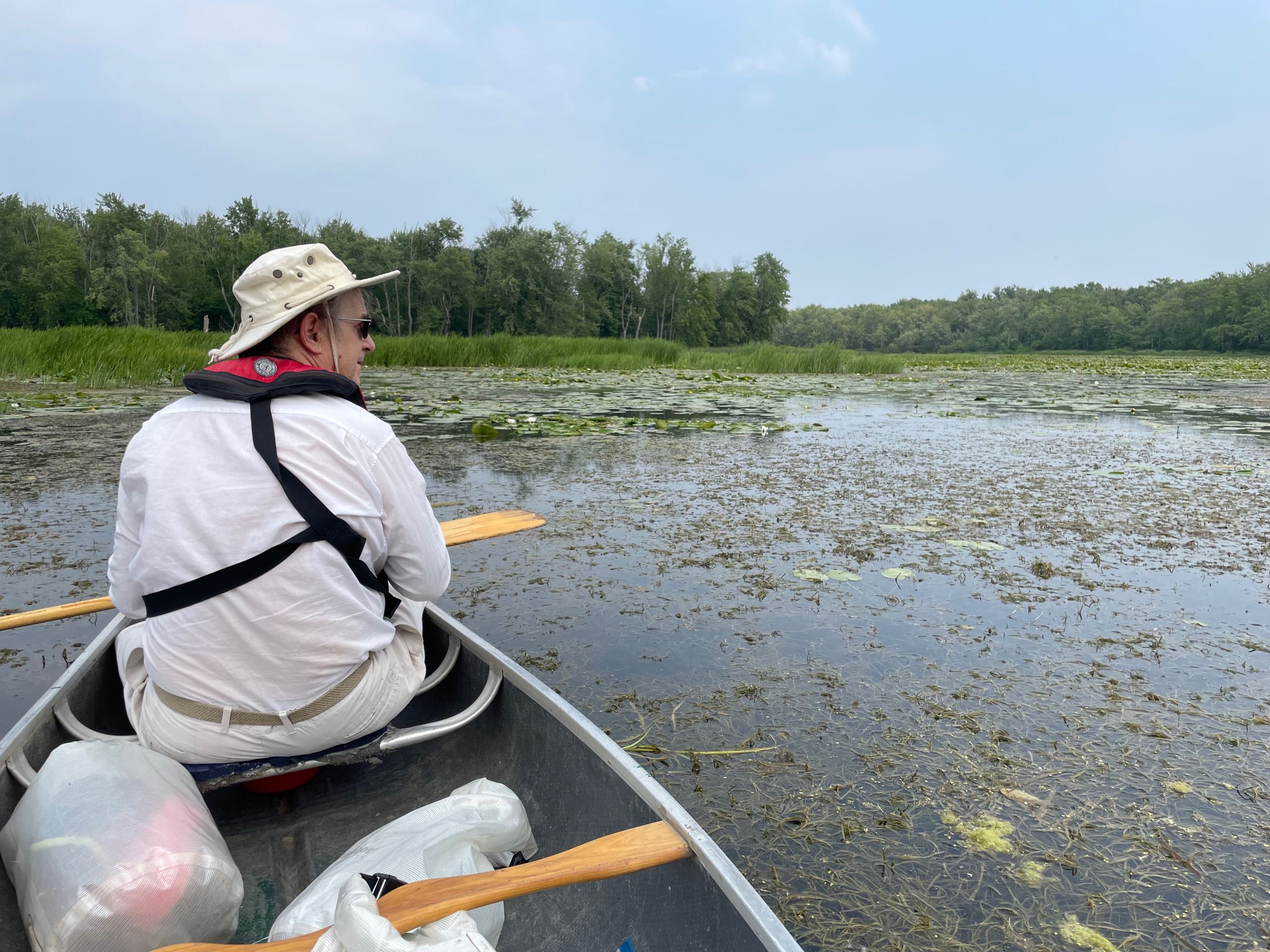 A man in a canoe on a river with greenery in the water