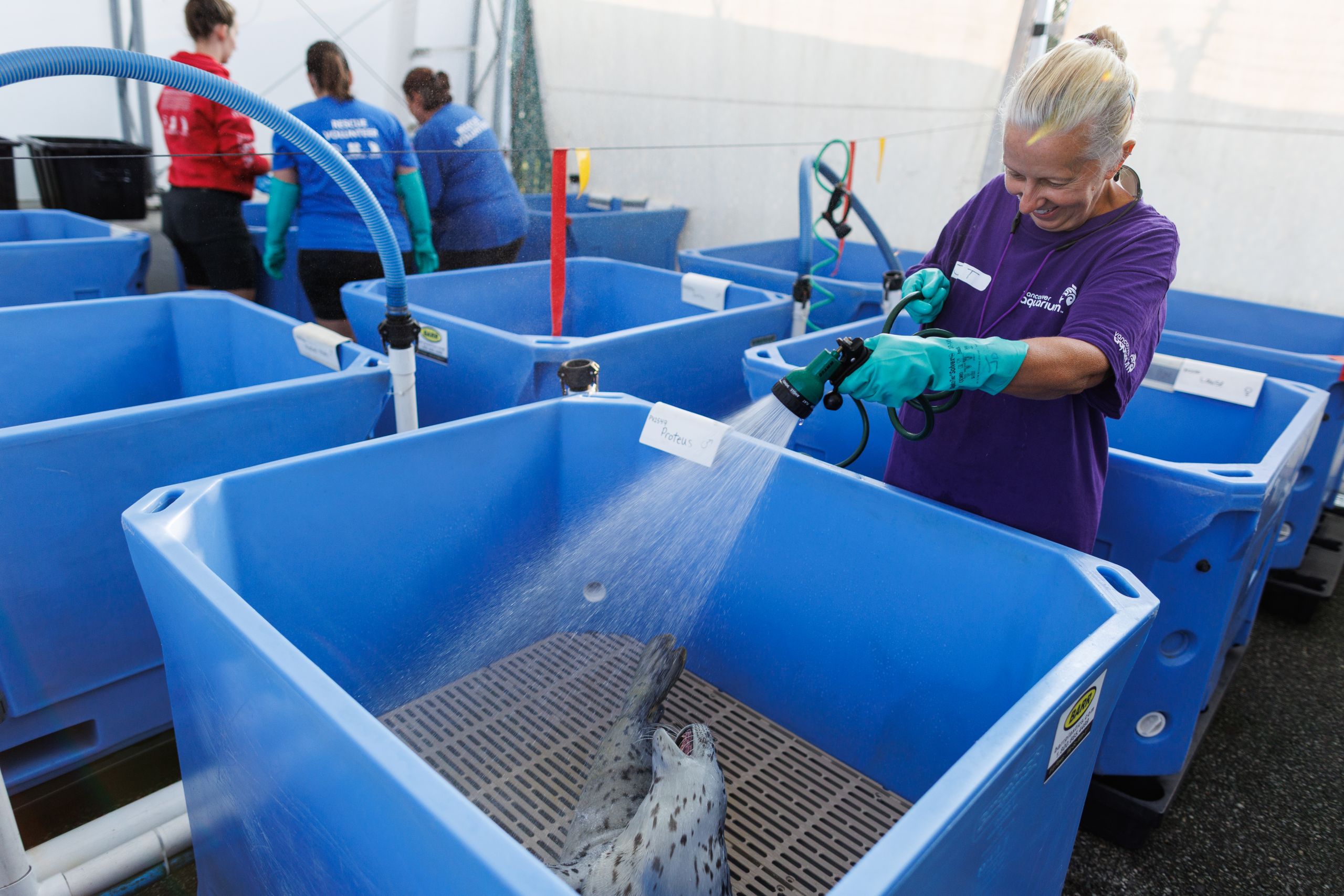 a volunteer wearing a purple t-shirt and green gloves hoses down a tub at the marine mammal rescue centre in Vancouver as a baby seal plays in the spray
