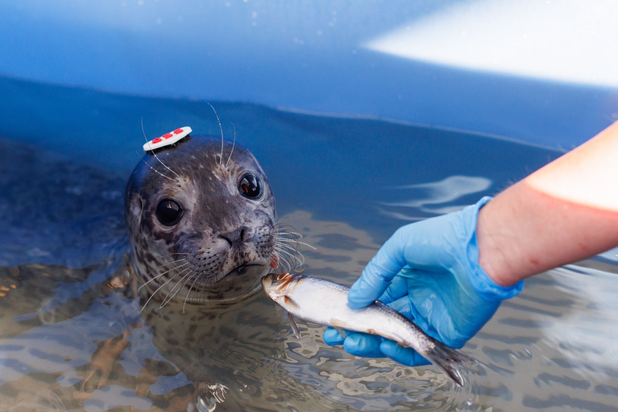 a close up of a baby seal and a hand in a blue glove offering it a small fish