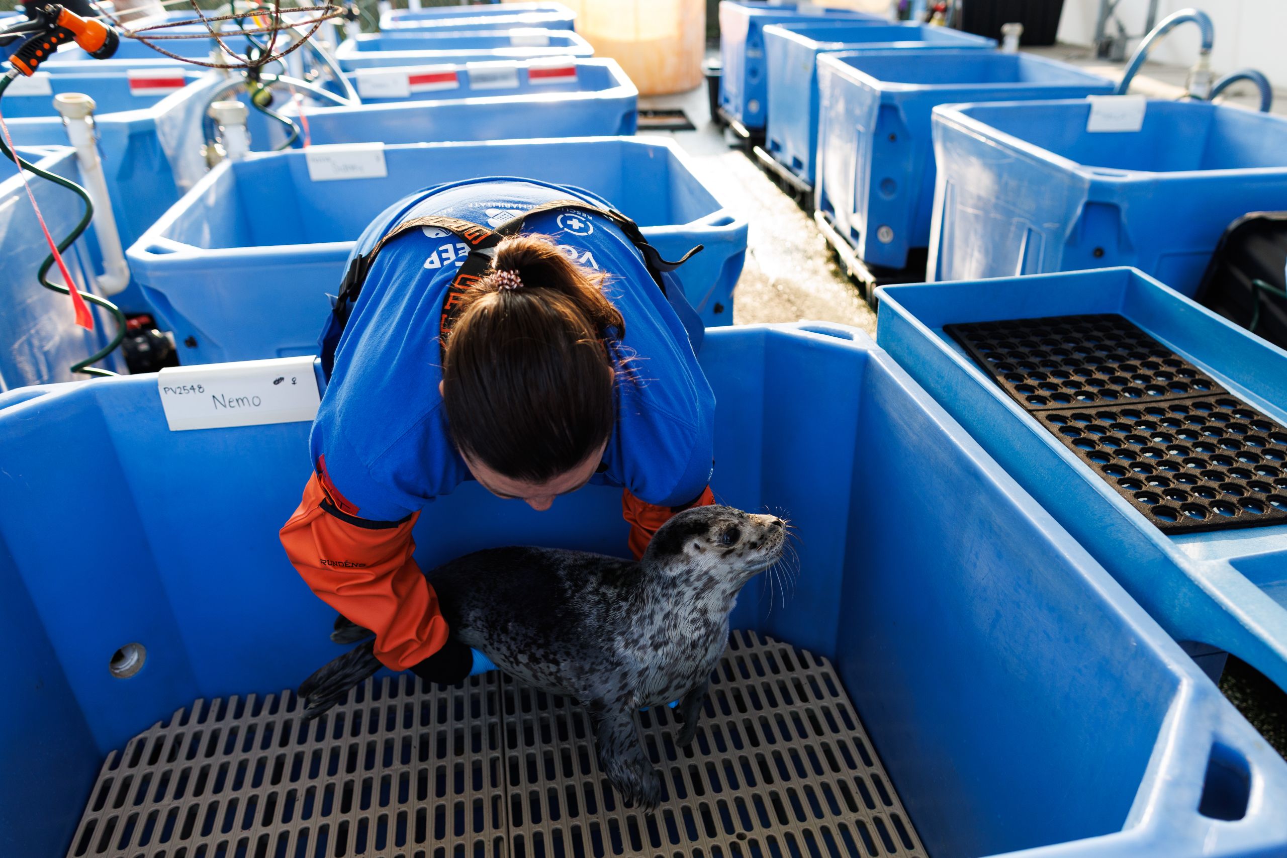 a volunteer at the marine mammal rescue centre places a seal back in its tub after feeding