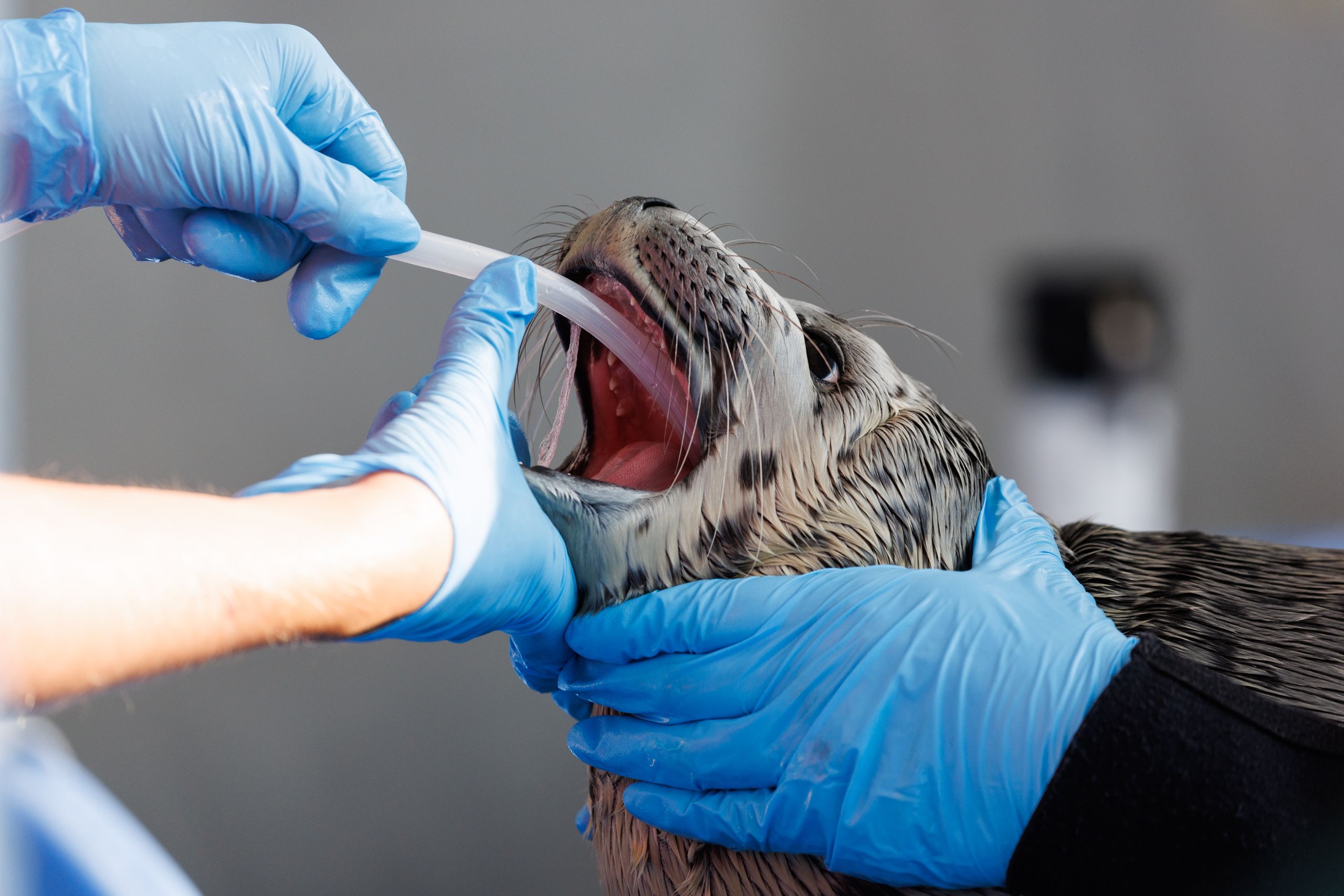 a close up of a seal being tube fed at the vancouver marine mammal rescue centre