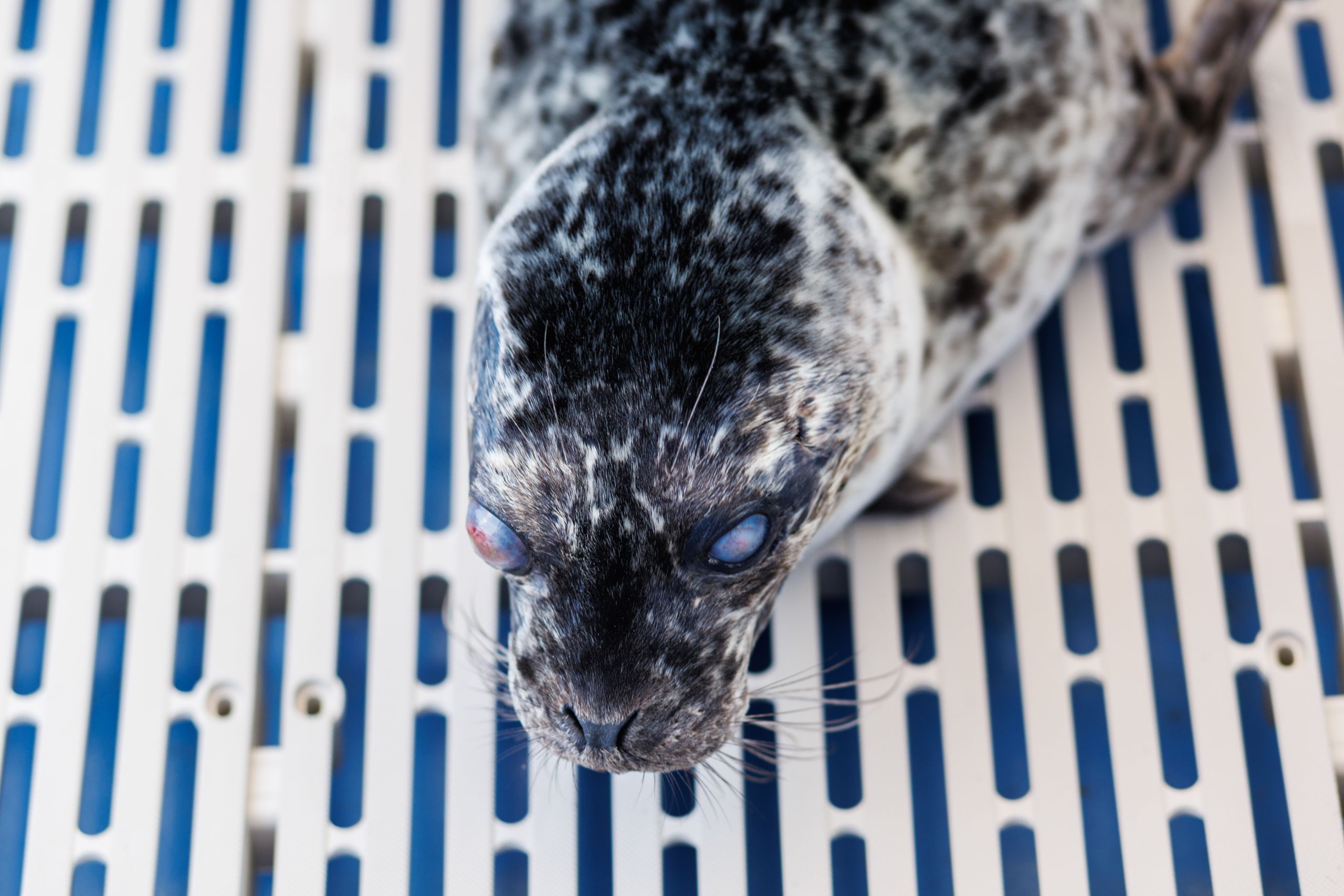 a close up of Crinkle, a seal rescued after she was blinded. It's suspected she was shot with plastic bird pellets.