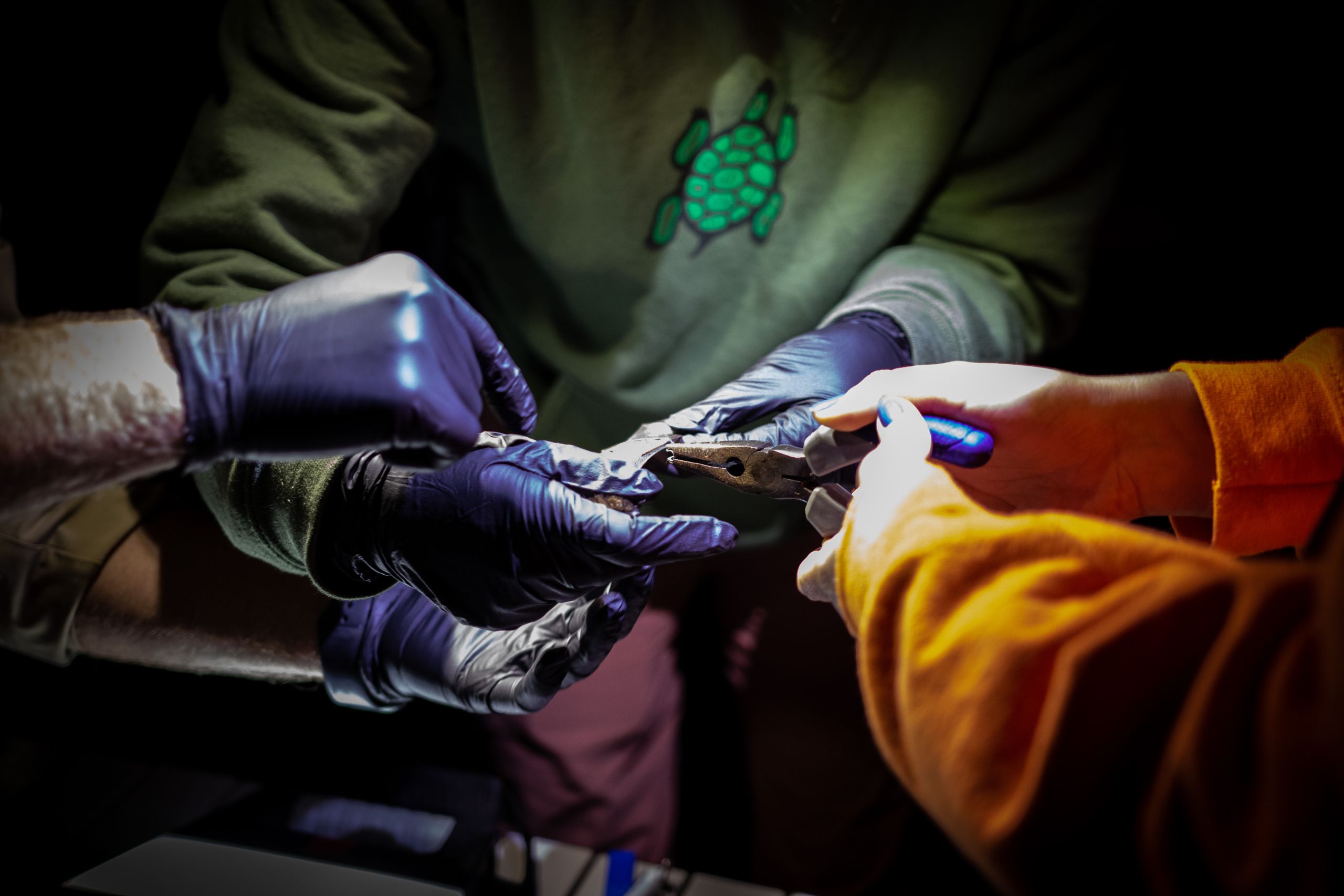 A little brown bat being banded by several gloved hands before it is released.