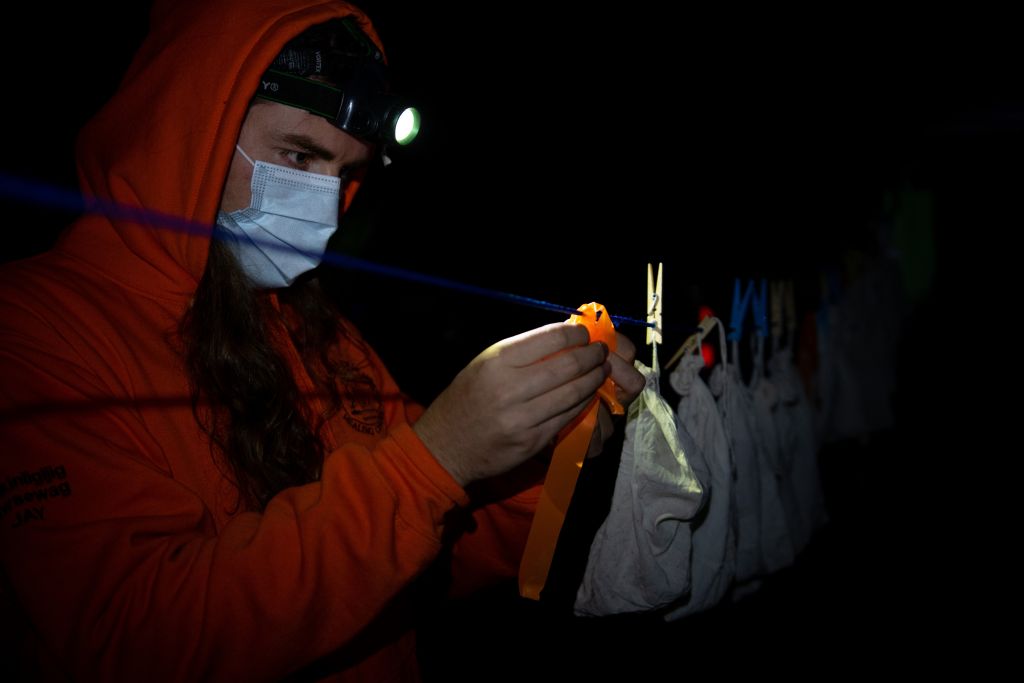 A little brown bat is banded and examined by a Shawanaga First Nation researcher before being released