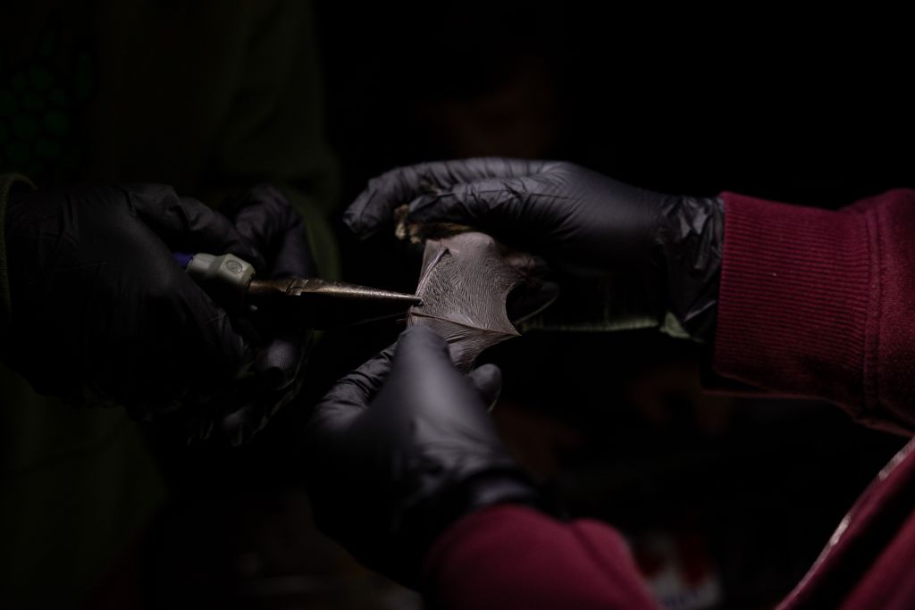 A little brown bat is banded and examined by a Shawanaga First Nation researcher before being released