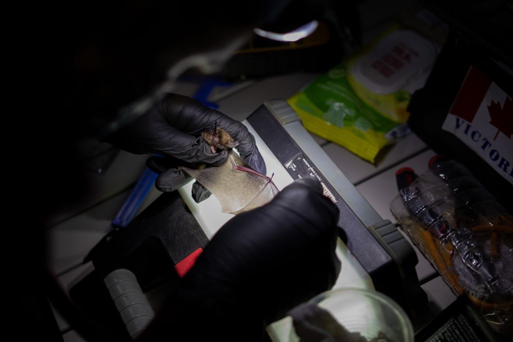 A little brown bat is banded and examined by two people on the Shawanaga First Nation research team before being released
