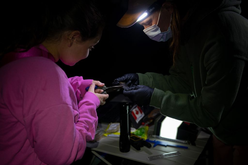 A little brown bat is banded and examined by two people on the Shawanaga First Nation research team before being released
