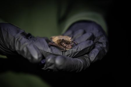 A little brown bat at Shawanaga First Nation being held by a person with black gloved hands