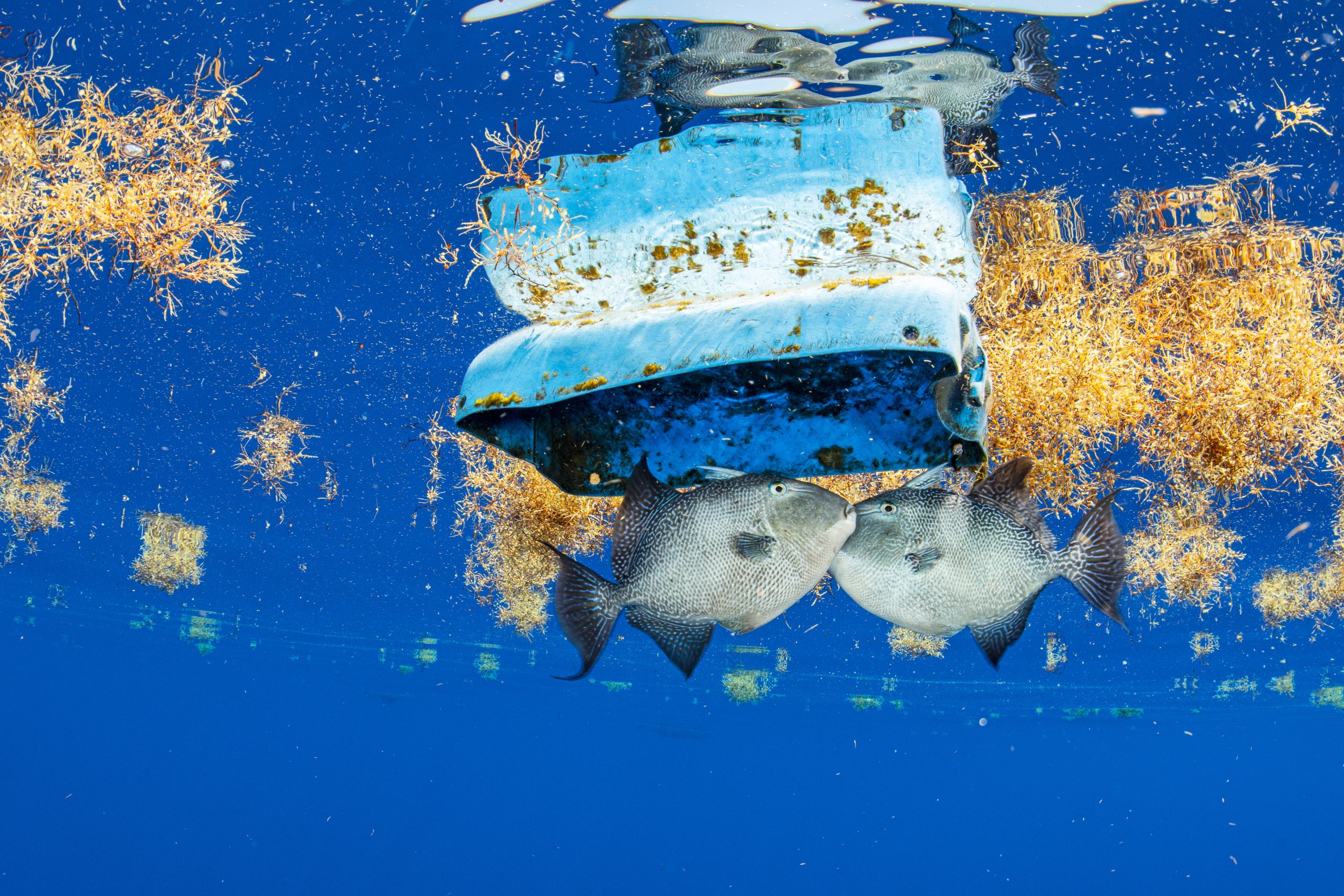 Two grey fish under a piece of plastic in the Sargossa Sea, one of the areas under consideration for new protection under the High Seas Treaty. Yellow chunks of seaweed float against the royal blue sea