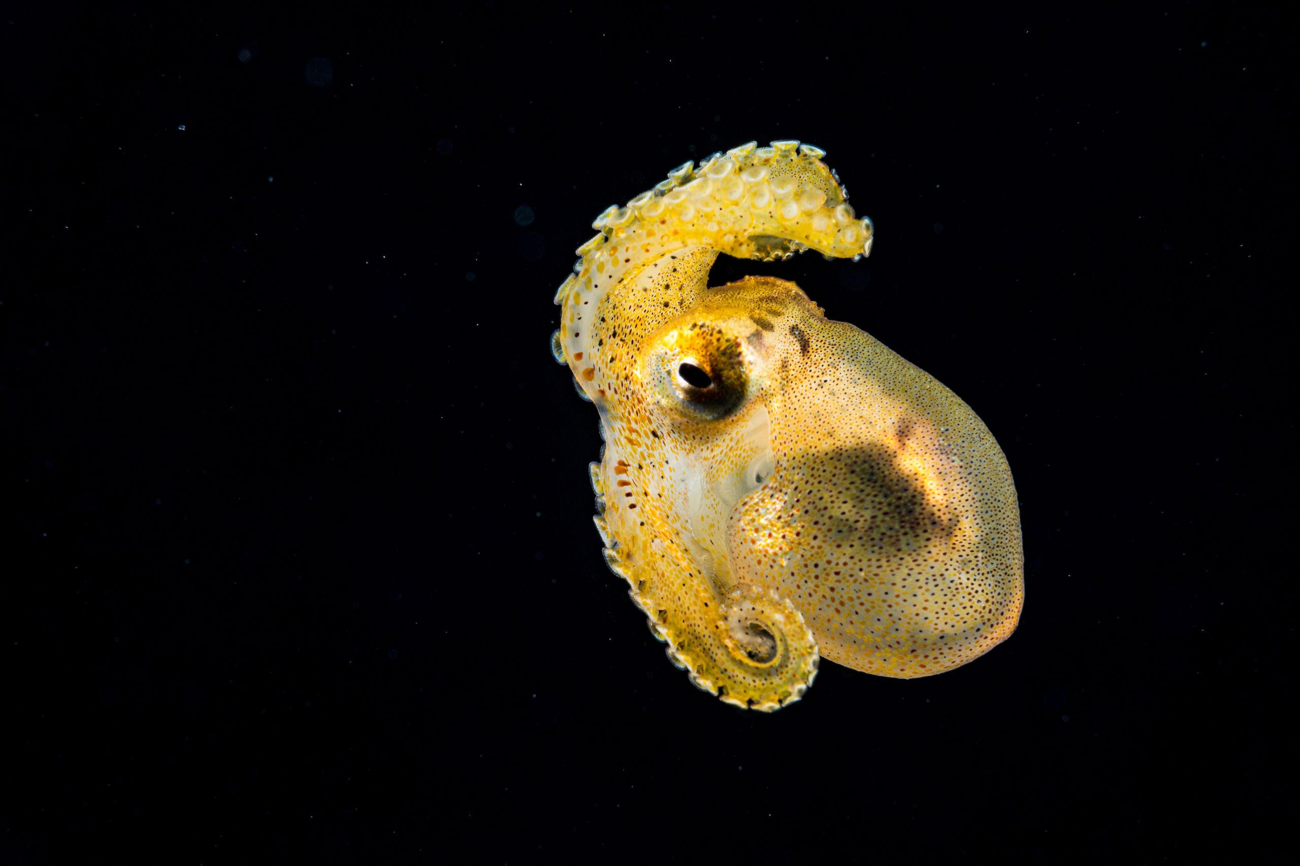 A photo of an yellow octopus with dark spots with a black background