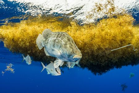 A large tripletail is seen swimming in the blue sea with a big floating mass of orangey-yellow sargassum seaweed behind it and other smaller fish in the background