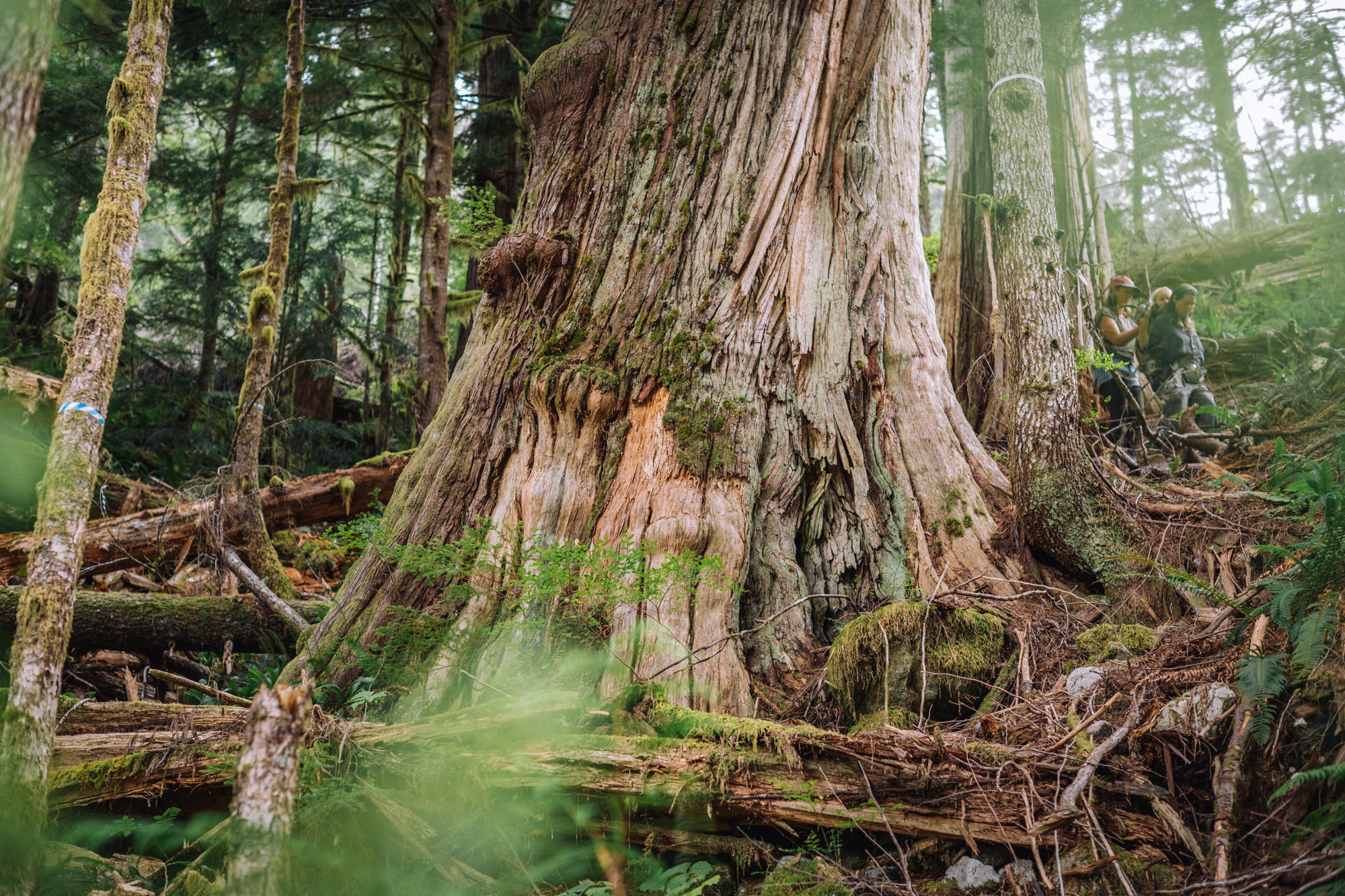 The base of an old-growth tree in the Walbran Valley on Vancouver Island dominates this photo, with other younger trees growing nearby. In the background, two adults, one with a child on their back, hike by.