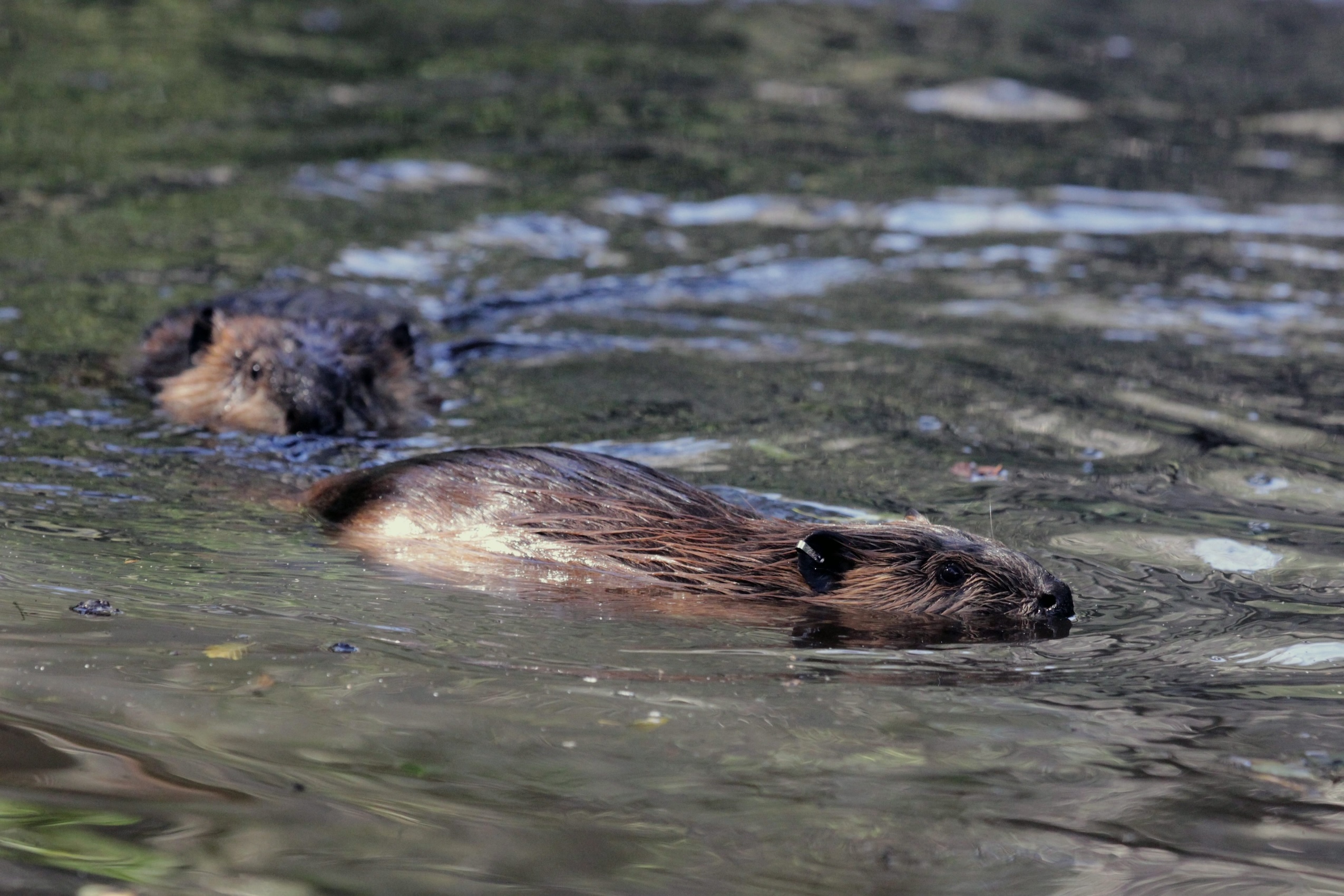 Two beavers swimming in water